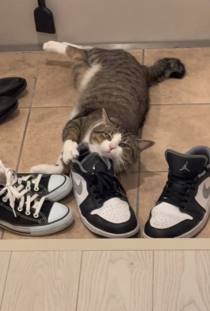 こちらを見つめる猫