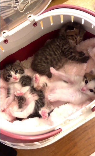 横になっている子猫たち