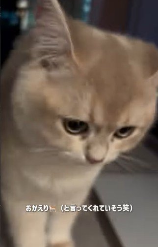 近づきすぎた猫