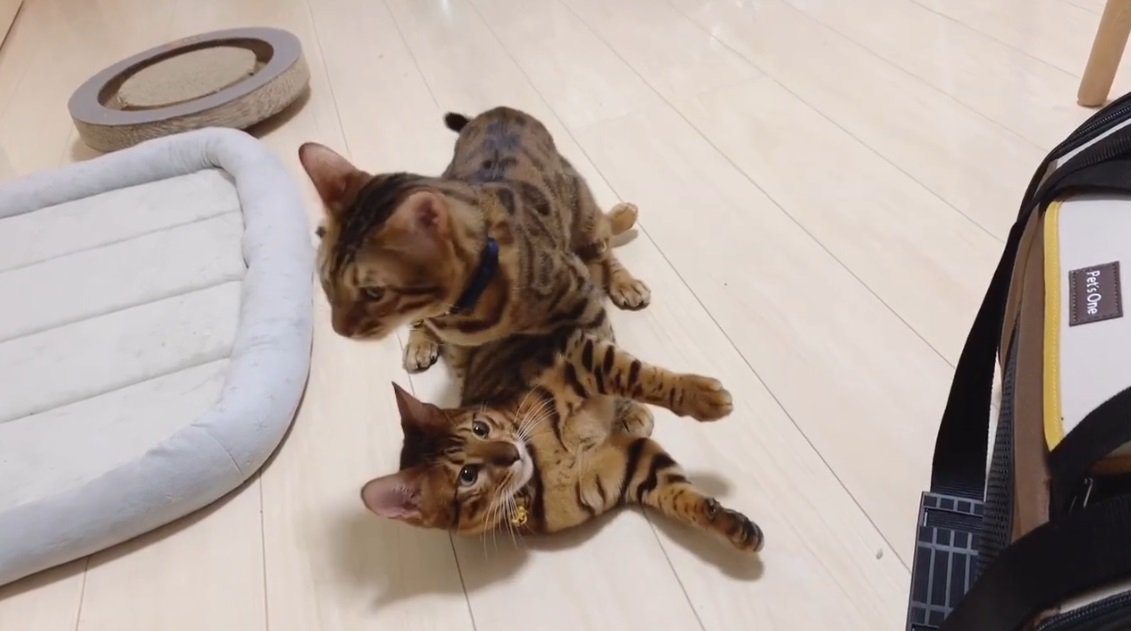 他のベンガル猫とオスのベンガル猫