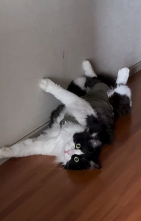 廊下で仰向けになり顔を向ける猫