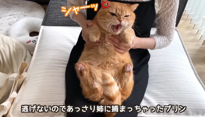 抱っこされてシャー