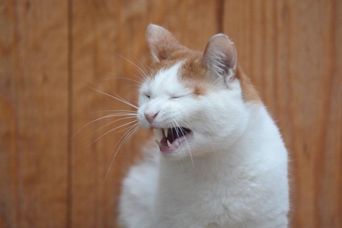 くしゃみする猫