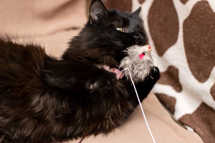 ネズミのおもちゃで遊ぶ猫