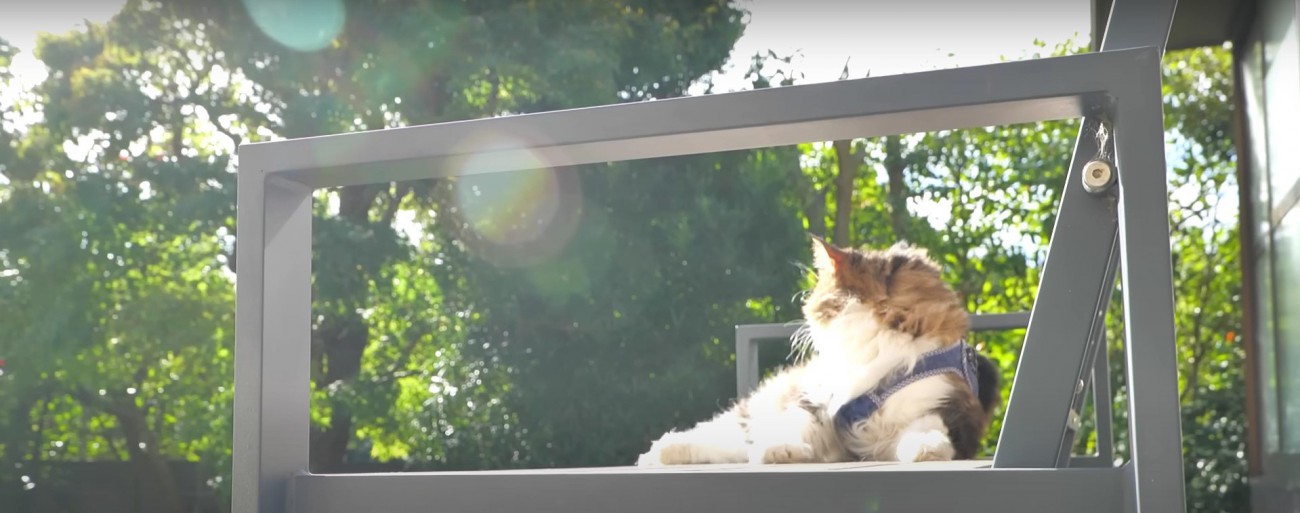 椅子の上に居る猫