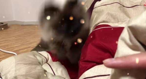 飛びついてくる猫