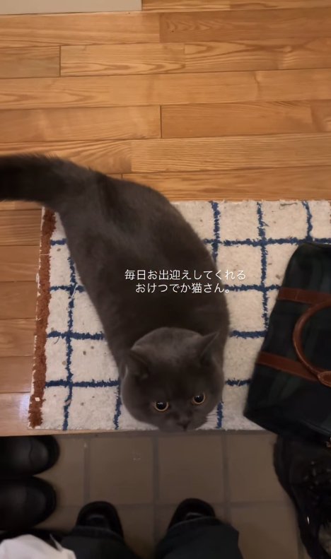 玄関にいる猫