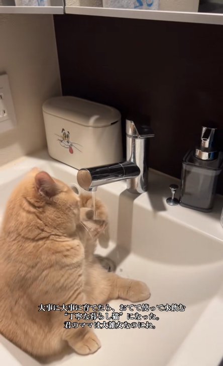 蛇口の水を左前足で触っている猫