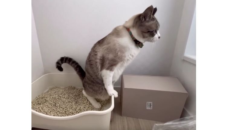 猫トイレと猫