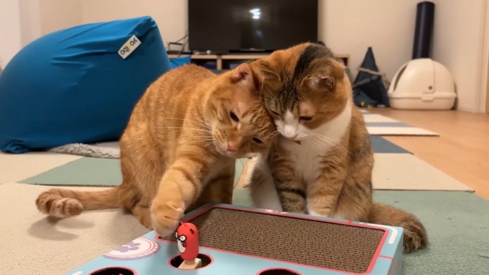 右前足を伸ばすにゃん太くん