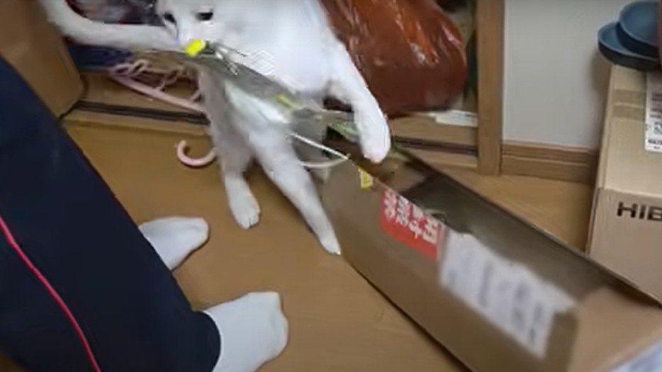 猫じゃらしをくわえる猫