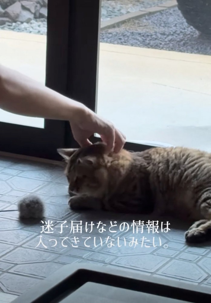 家の中で頭を撫でられる猫