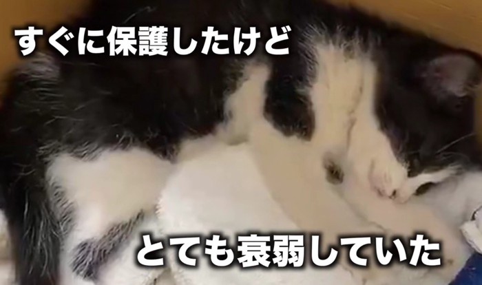 衰弱している子猫