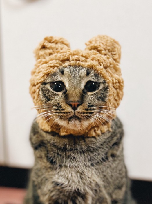 かぶりものを身につけている猫