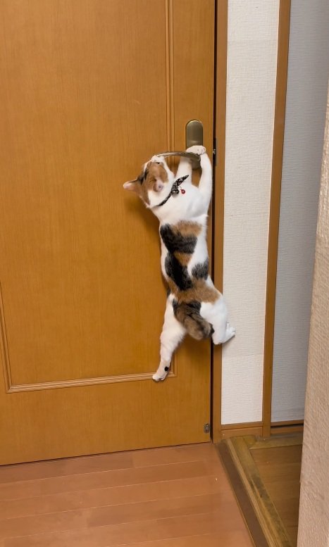 落ちそうになる猫