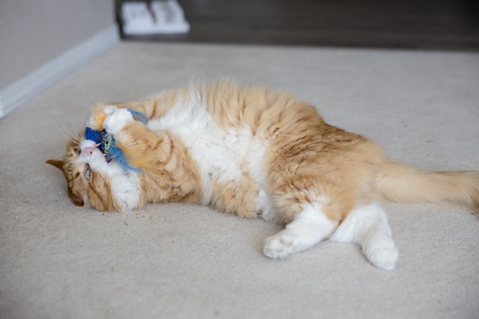 お気に入りのおもちゃで遊ぶ猫