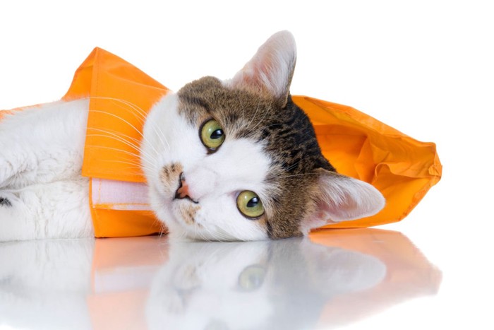 レインコートを着る猫