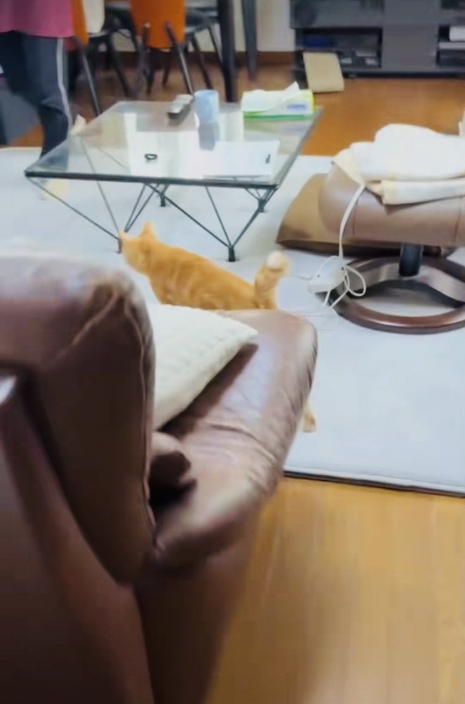 お母さんのところに行く茶トラ猫