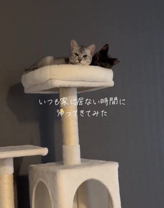飼い主さんを見る2匹の猫