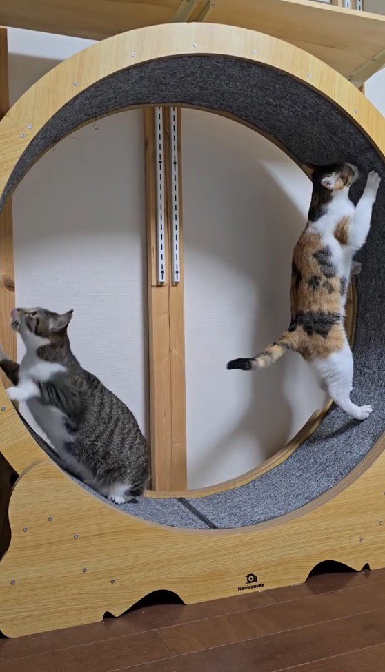 キャットホイールの左側に乗るキジ白猫と、右側に乗る三毛猫