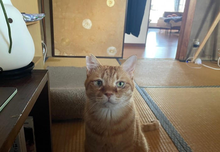 茶トラの正面の顔