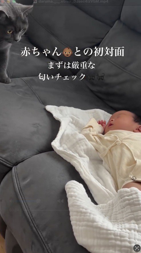 後ずさりで赤ちゃんから離れる黒い猫