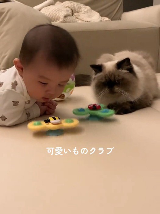 おもちゃを見る赤ちゃんと猫