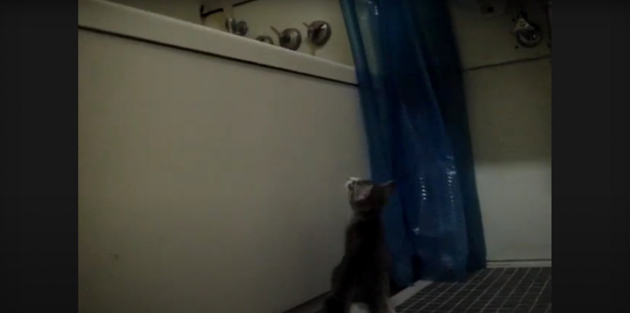 浴槽を見つめるモアレちゃん