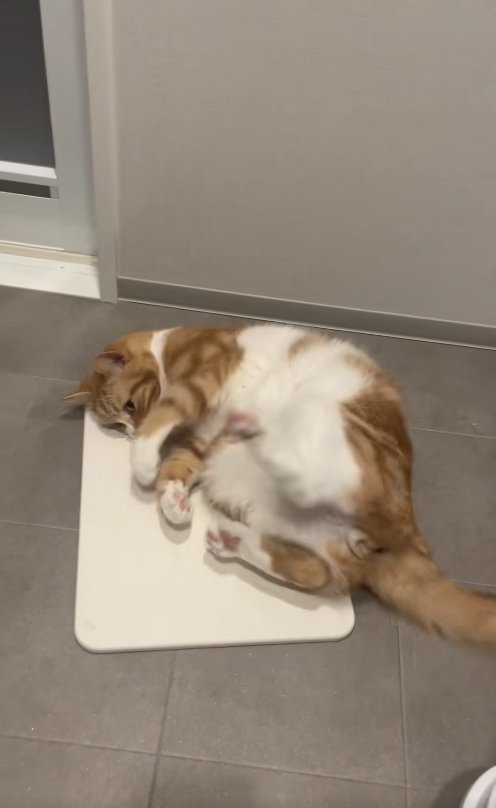 珪藻土マットの上で横になる猫