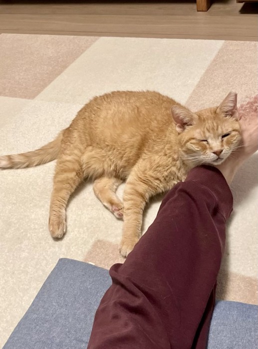 人の足を枕にする猫