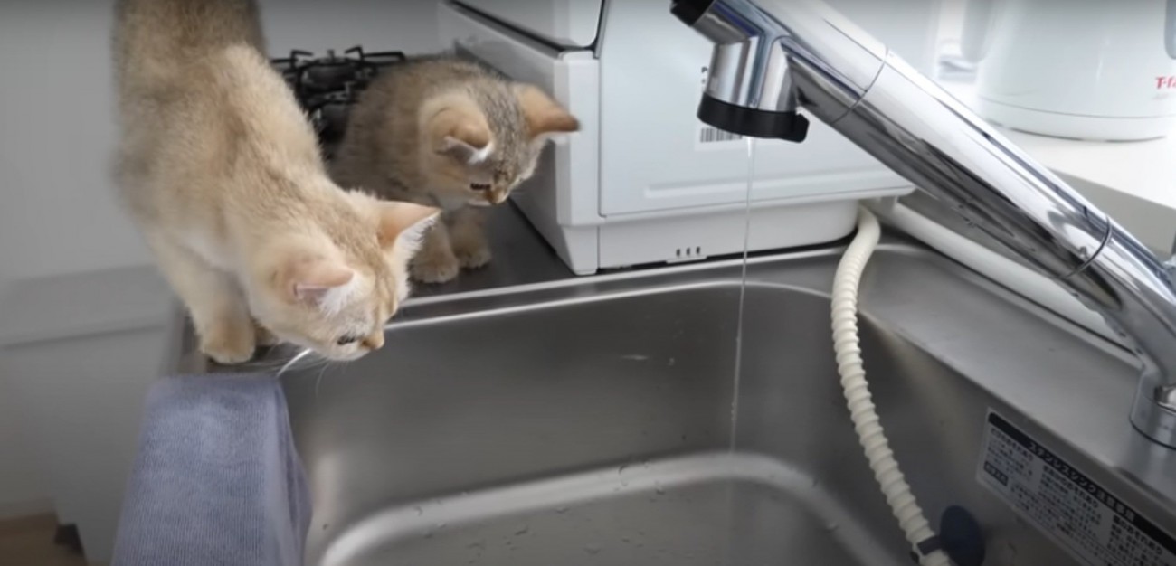 眺めるねこちゃんたち