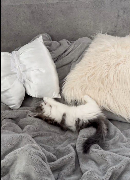 クッションのタグを噛んでいる子猫