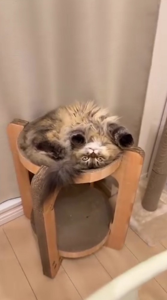 ベッド型爪研ぎの上で仰向けになっている猫