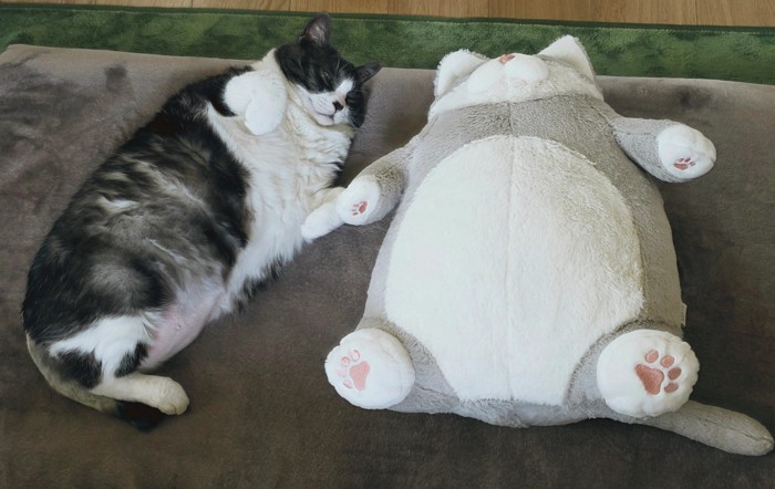 つなちゃんとぬいぐるみ