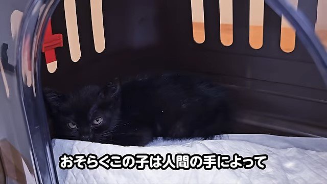 キャリーの中の子猫