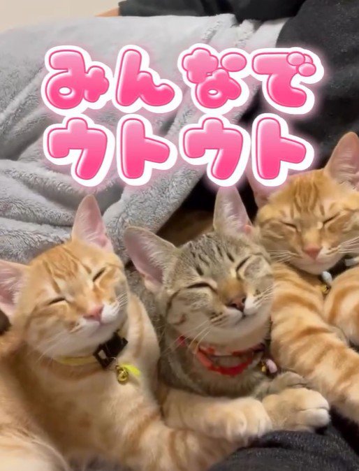 うとうとする3匹の猫