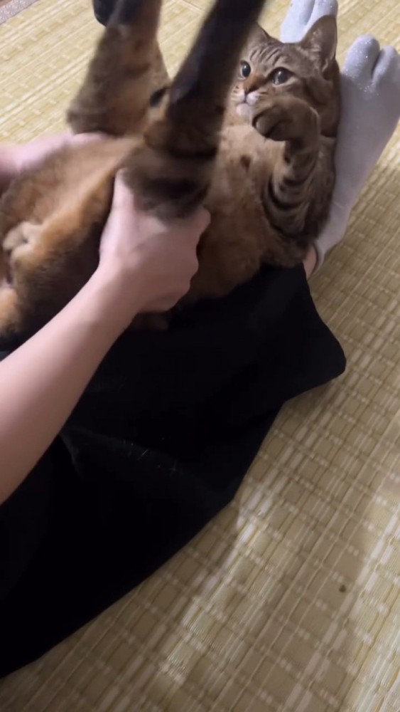 後ろ足を持たれ顔が見えている猫