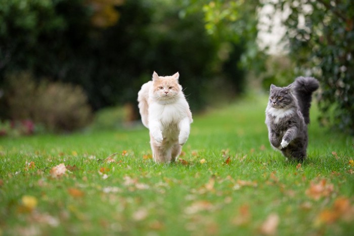 追いかけっこを楽しむ2匹の猫