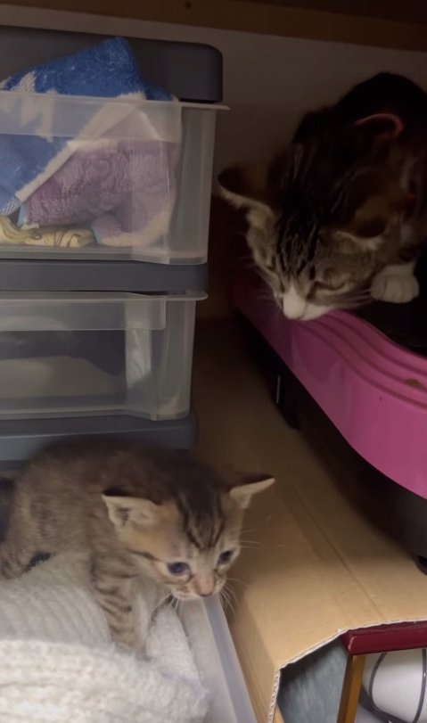 引き出しの中から出てきた子猫を見つめる母猫