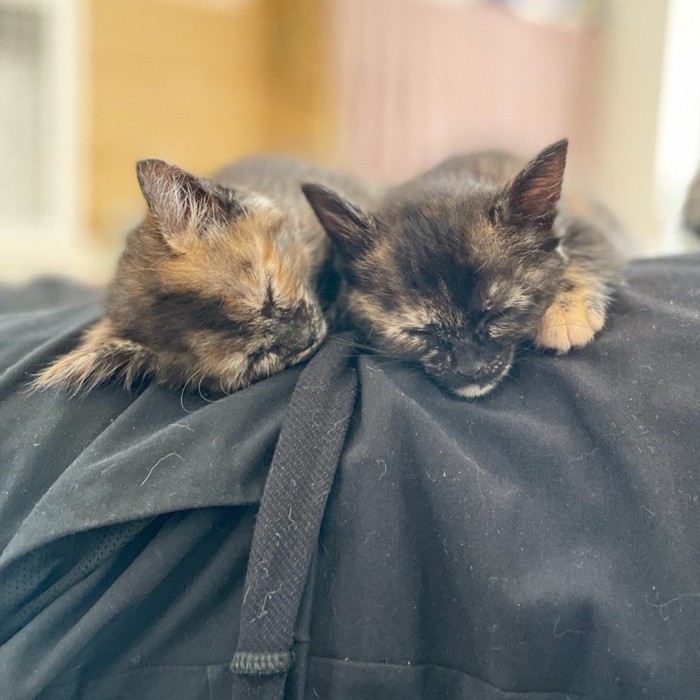 男性の上で寝る4匹の子猫