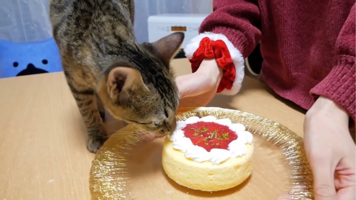 ケーキを嗅ぐ猫