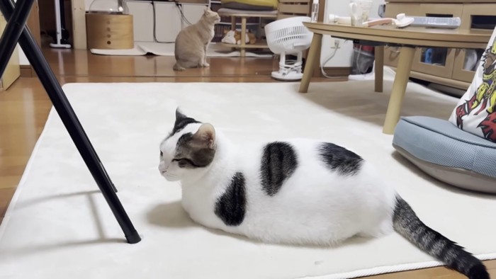 白黒猫ちゃん(手前)とクリーム色の猫ちゃん(奥)