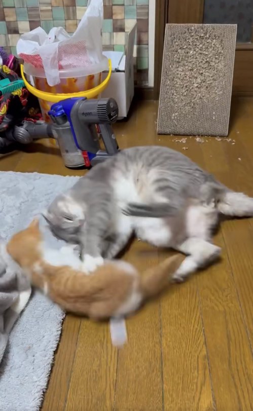 子猫を両手で突っぱねるサバトラ