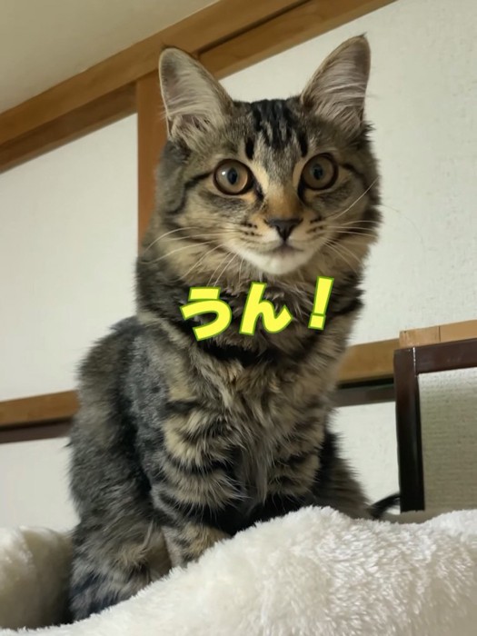 キャットタワーに座る猫