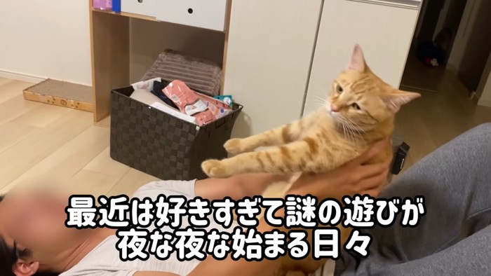 人のお腹の上にいる猫