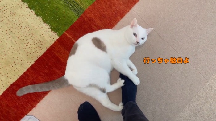 目で気持ちを伝えてくる弟猫