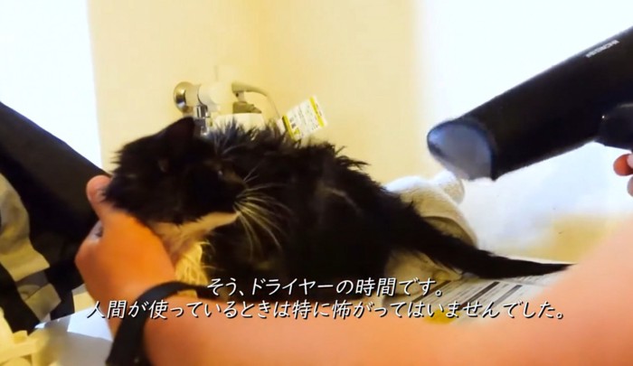 ドライヤーで乾かされる子猫