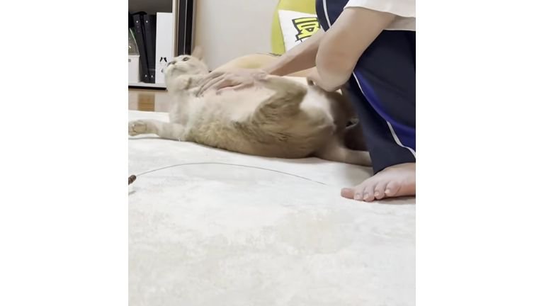 猫と男性