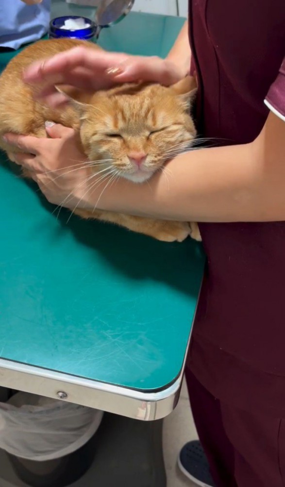 診察台上の茶トラ(目をつむる)