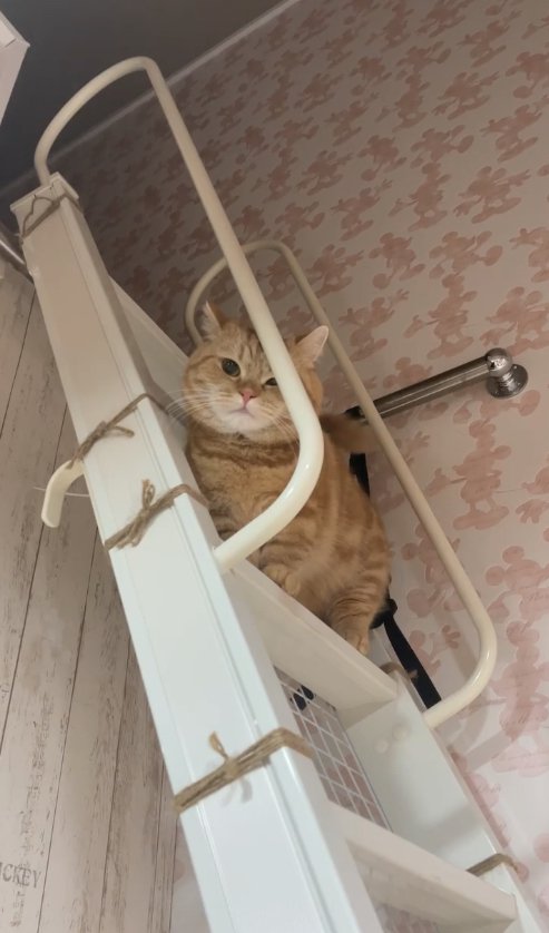 ハシゴの上に立ってカメラを見つめるオレンジ猫